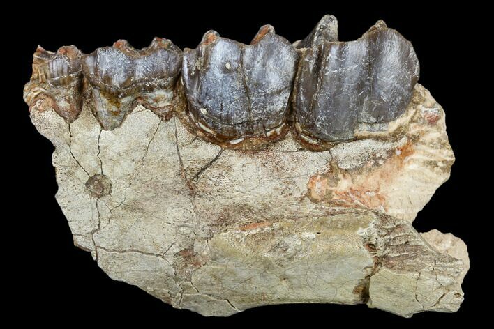 Running Rhino (Hyracodon) Jaw Section - South Dakota #113608